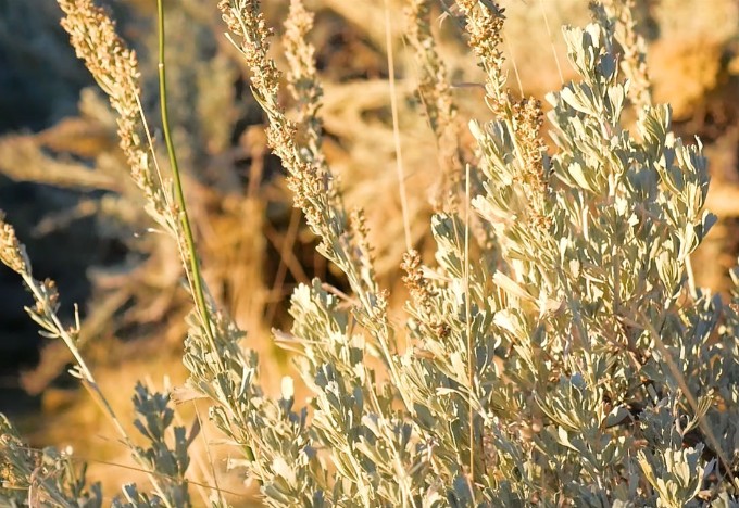 Sage Brush Up Close