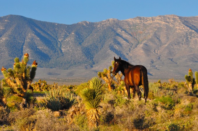 Wild Horses