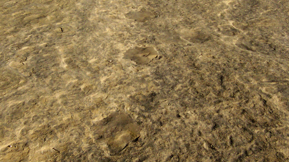 Dinosaur Tracks