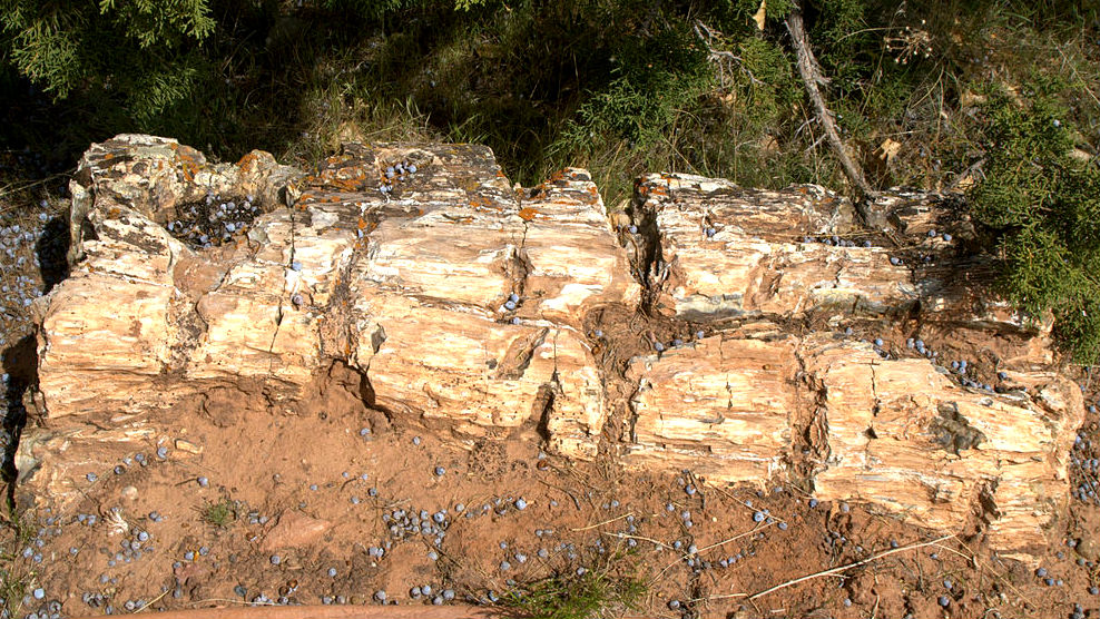 Escalante Petrified Wood