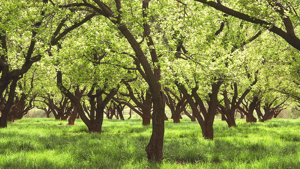Fruita Orchards