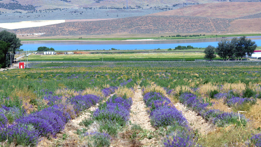 Lavender Field
