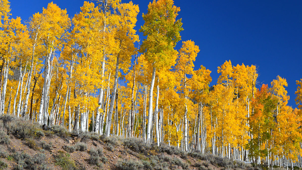 Pando Tree