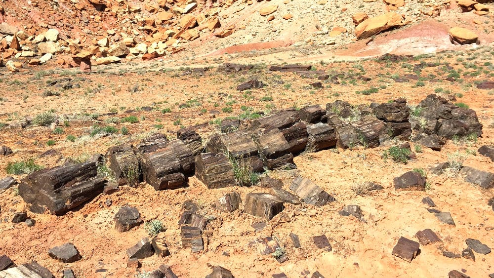 Petrified Wood