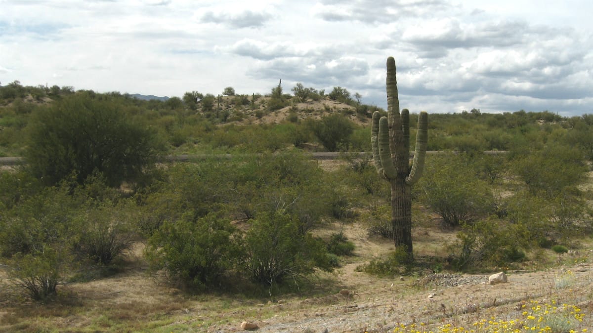 Saguaro Cactus Along Highway 93